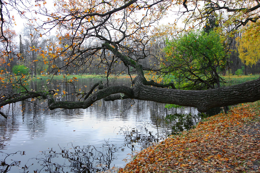 Outdoors, Pond, Water, Plant, Tree, Willow, River