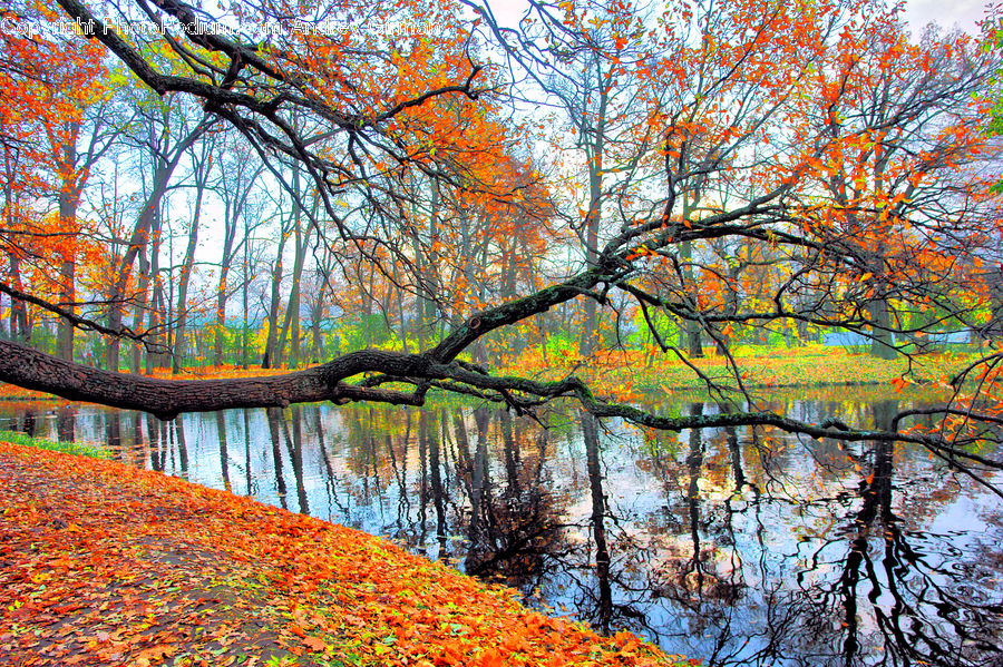Outdoors, River, Water, Plant, Tree, Birch, Wood