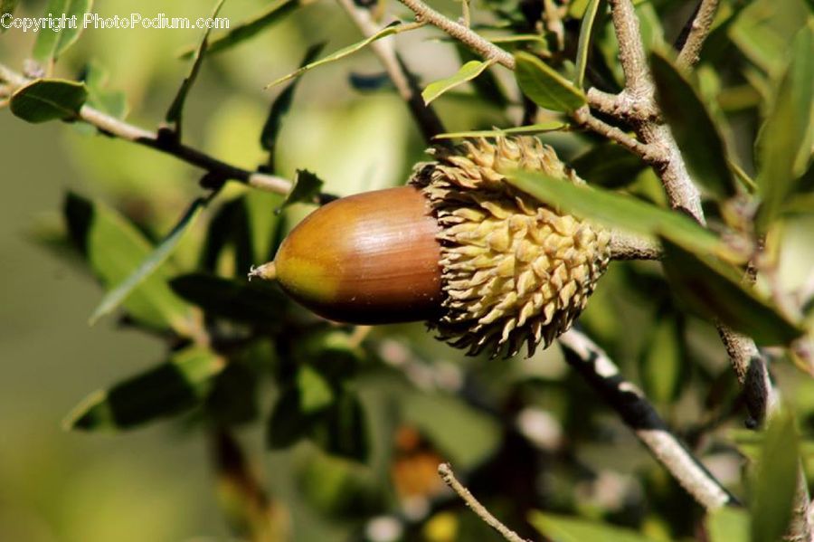 Acorn, Plant, Seed, Blossom, Flora, Flower, Conifer