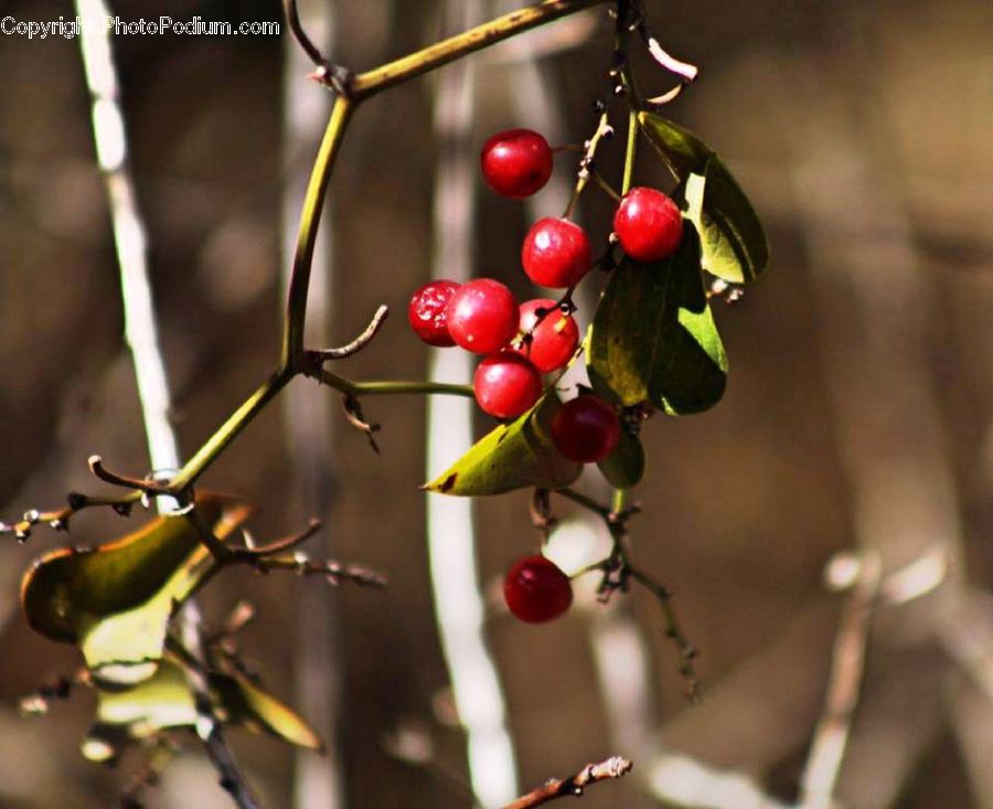Fruit, Grapes, Cherry, Blossom, Flora, Flower, Plant