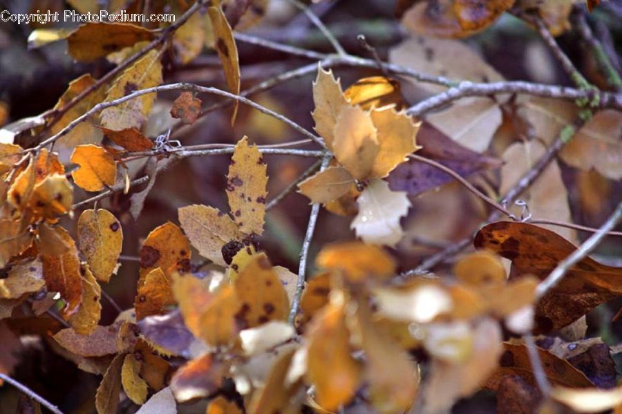 Blossom, Flora, Flower, Plant, Birch, Tree, Wood