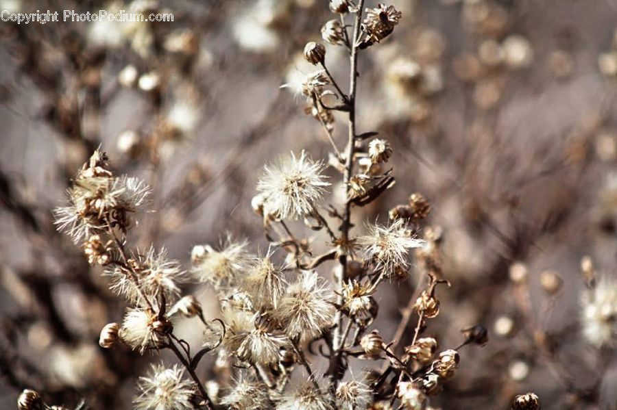 Blossom, Flora, Flower, Plant, Grass, Reed, Field