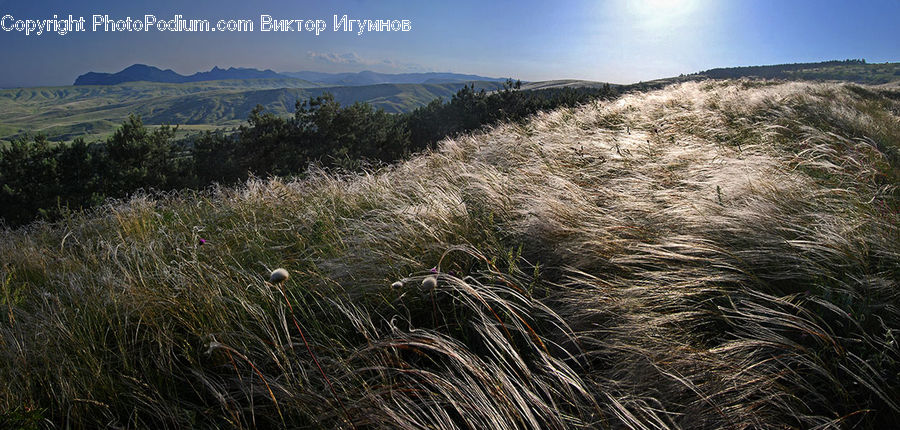 Field, Grass, Grassland, Plant, Land, Outdoors, Vegetation