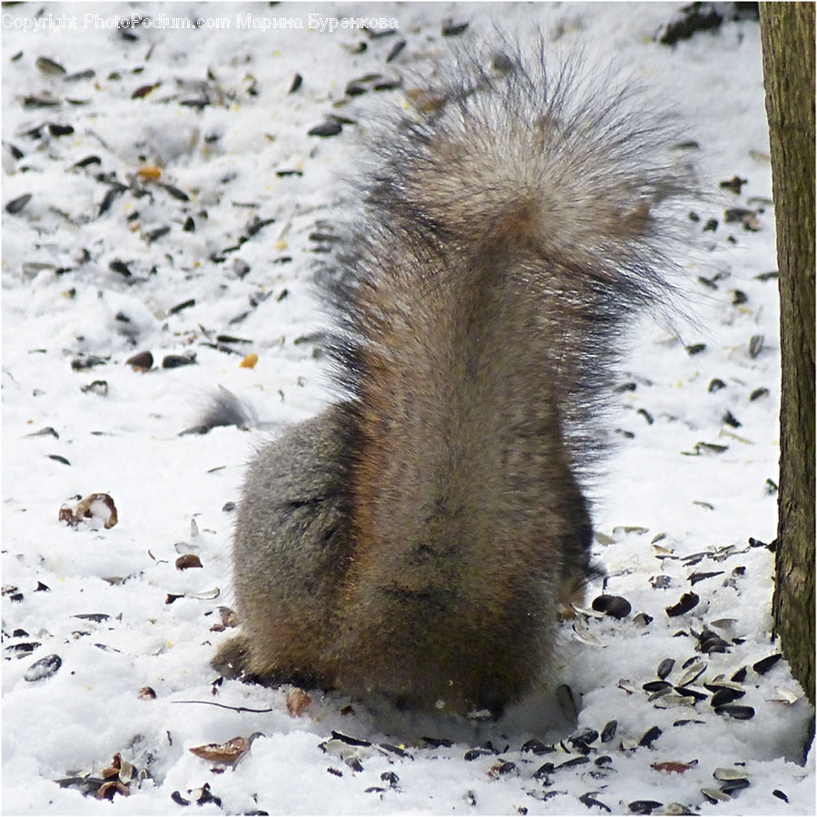 Animal, Hedgehog, Mammal, Porcupine, Rodent