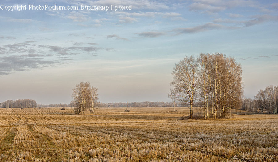 Grain, Wheat, Field, Grass, Grassland, Land, Outdoors
