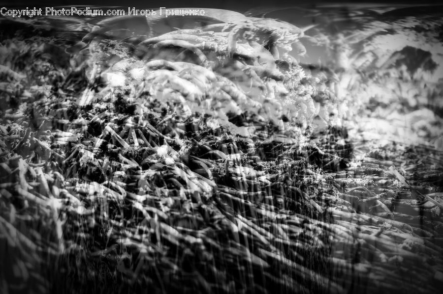 Grass, Plant, Reed, Water, Art, Modern Art, Blossom