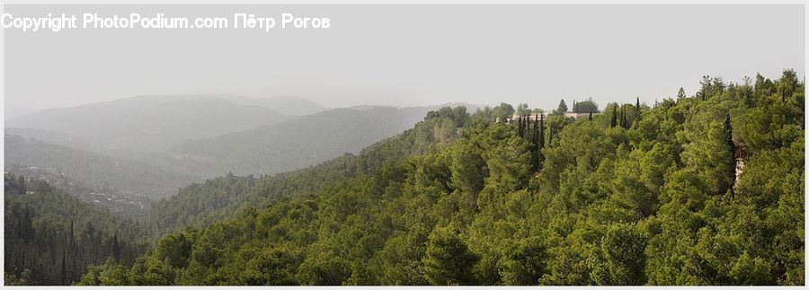 Conifer, Fir, Pine, Spruce, Wood, Forest, Vegetation