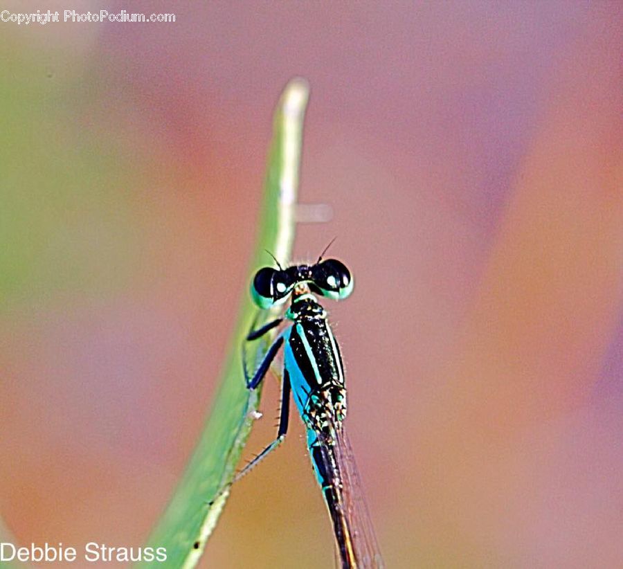 Anisoptera, Dragonfly, Insect, Invertebrate, Mosquito, Asilidae