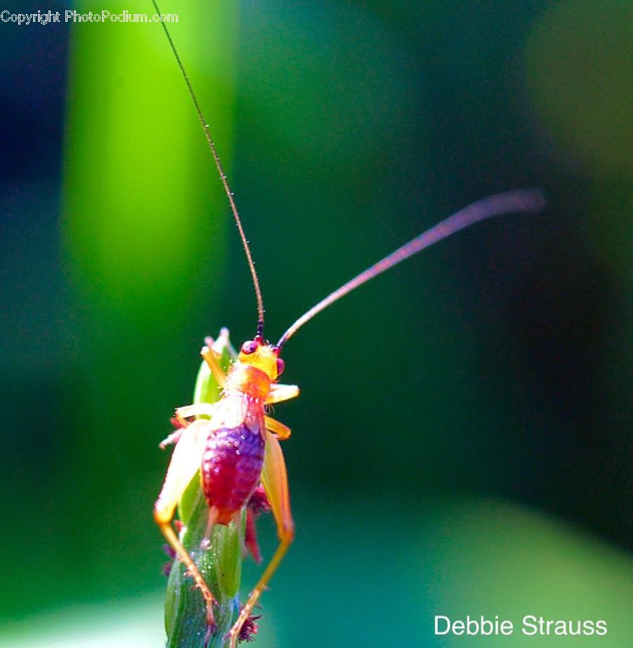 Cricket Insect, Grasshopper, Insect, Invertebrate, Aphid, Plant, Blossom