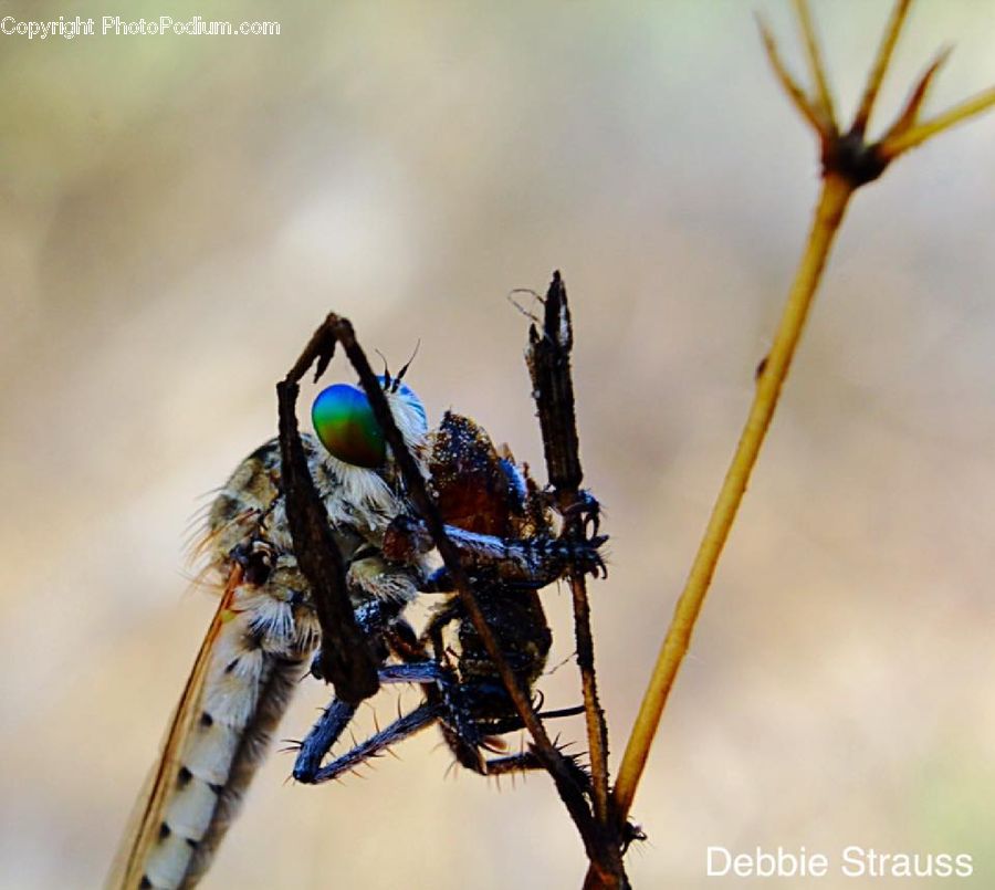 Food, Seafood, Arachnid, Garden Spider, Insect, Invertebrate, Spider