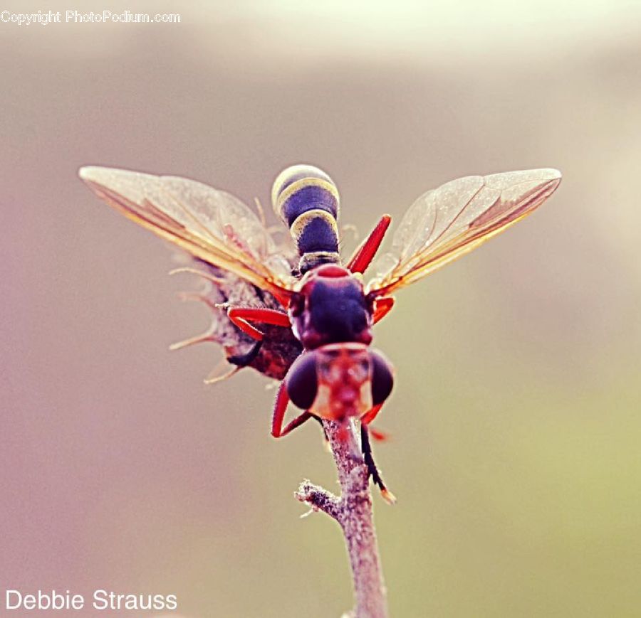 Anisoptera, Dragonfly, Insect, Invertebrate, Bee, Toy, Apidae