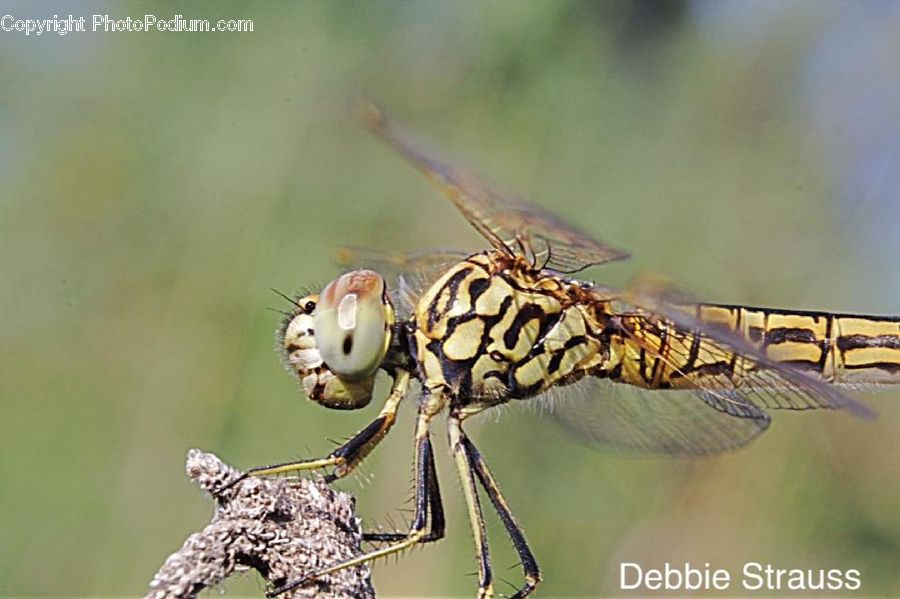Anisoptera, Dragonfly, Insect, Invertebrate, Asilidae, Arachnid, Garden Spider