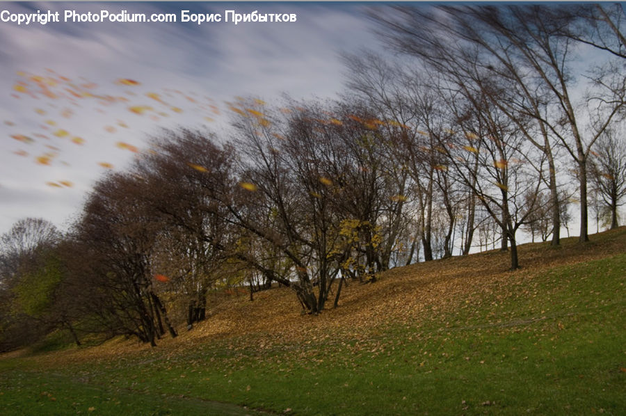 Field, Grass, Grassland, Land, Outdoors, Plant, Forest