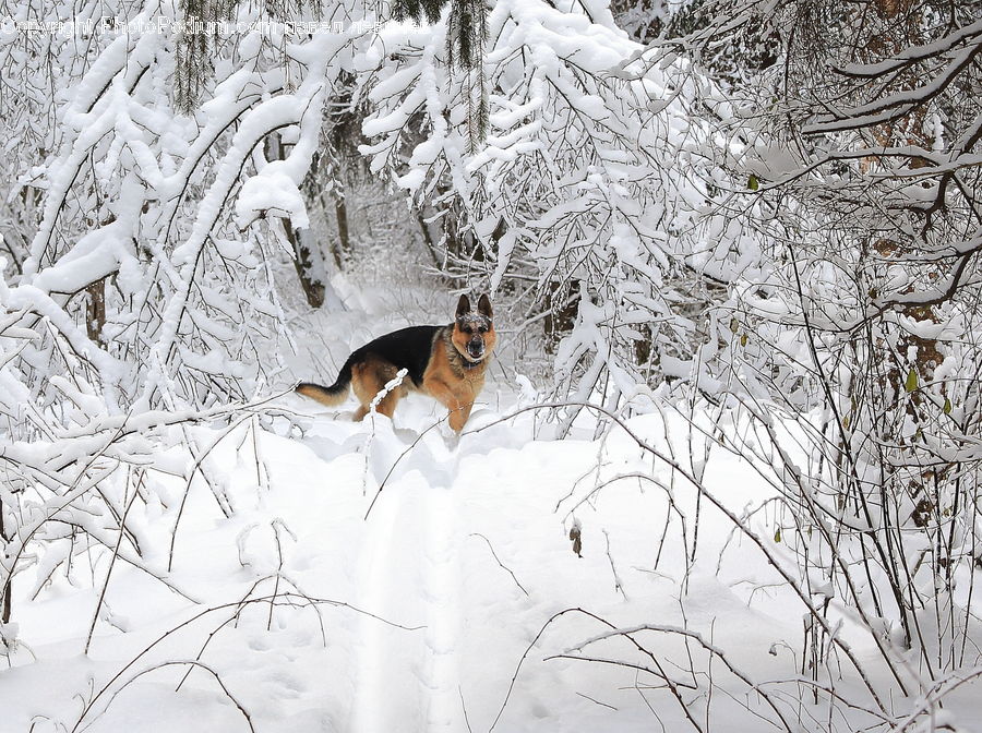 Animal, Beagle, Canine, Dog, Hound, Mammal, Pet