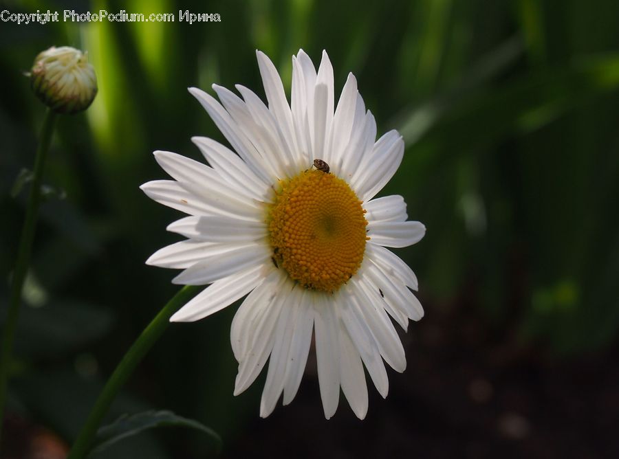 Daisies, Daisy, Flower, Plant, Asteraceae, Blossom, Flora