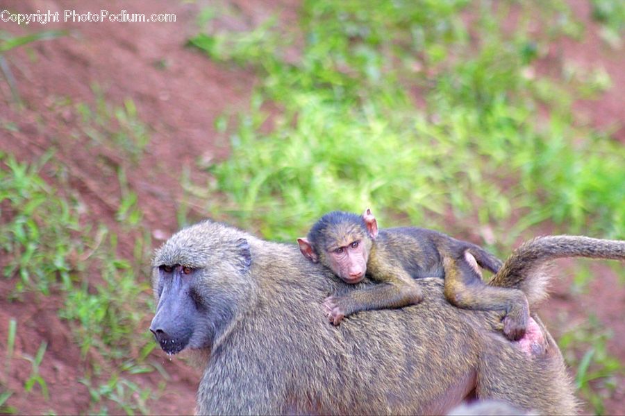 Animal, Baboon, Mammal, Monkey