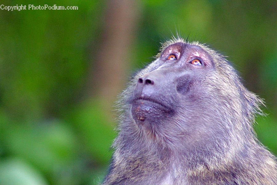 Animal, Mammal, Monkey