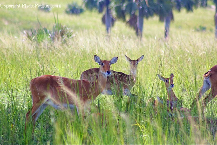 Animal, Deer, Mammal, Wildlife, Field, Grass, Grassland