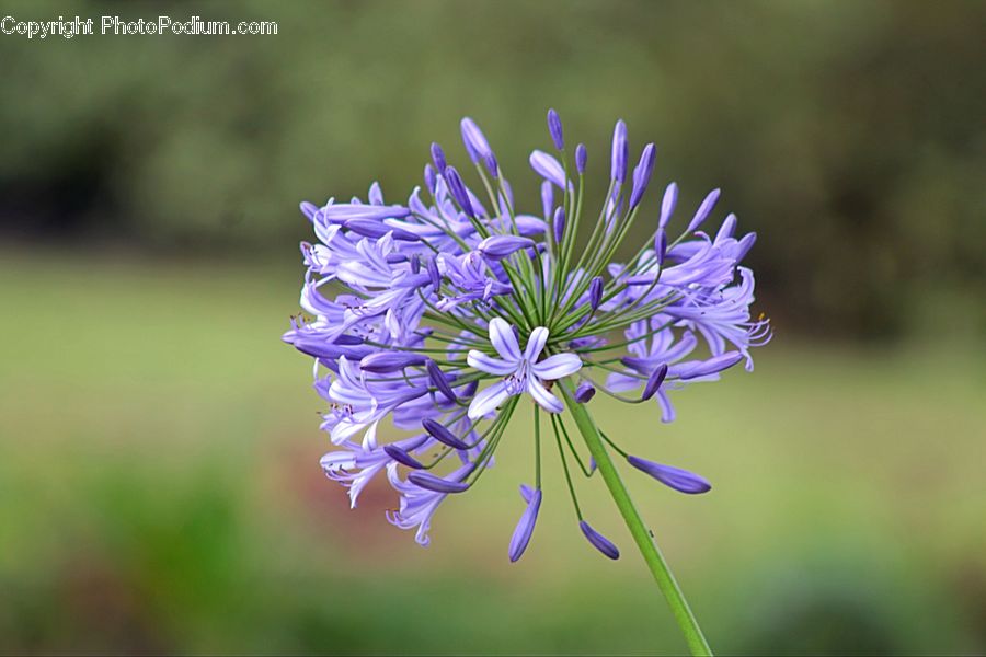 Agapanthus, Blossom, Flower, Plant, Flora, Geranium, Allium