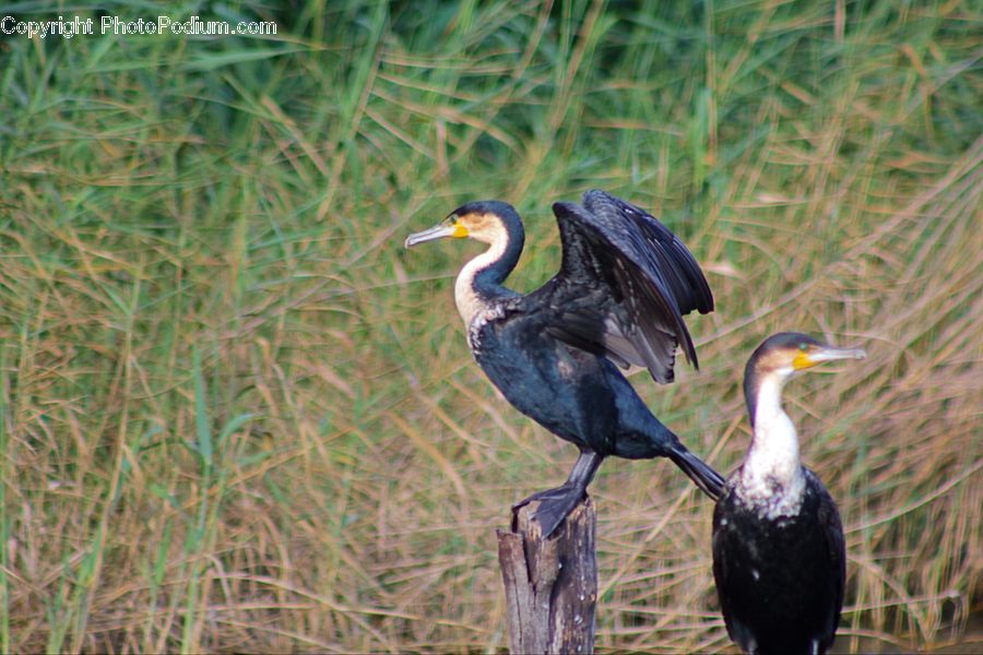 Bird, Cormorant, Waterfowl, Ardeidae, Crane Bird, Heron, Stork