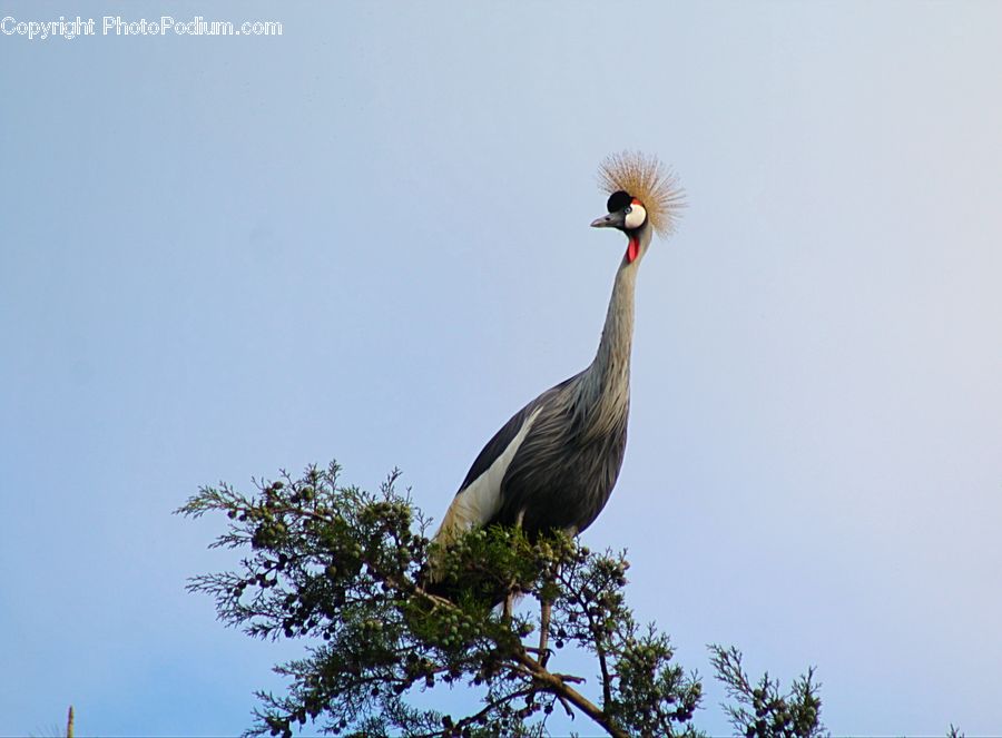 Bird, Crane Bird, Heron, Stork, Ardeidae, Beak