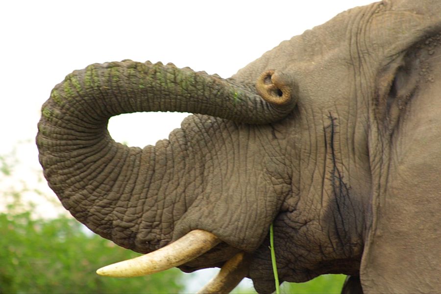 Animal, Elephant, Mammal