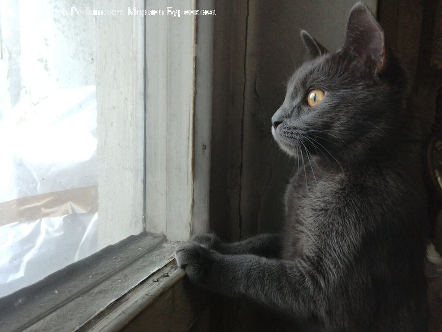 Animal, Black Cat, Cat, Mammal, Pet, Manx, Curtain