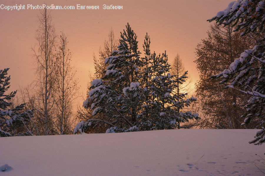 Conifer, Fir, Spruce, Wood, Plant, Tree, Frost