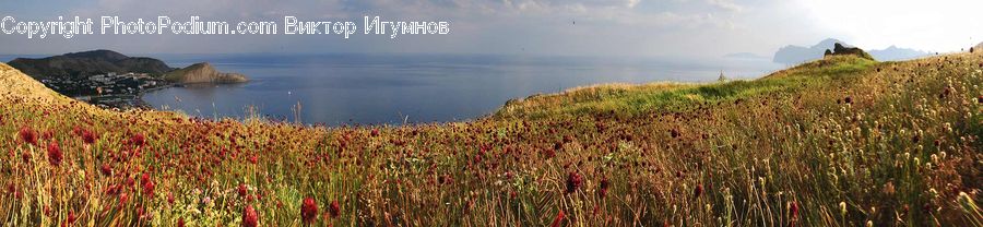 Coast, Outdoors, Sea, Water, Promontory, Plant, Vegetation