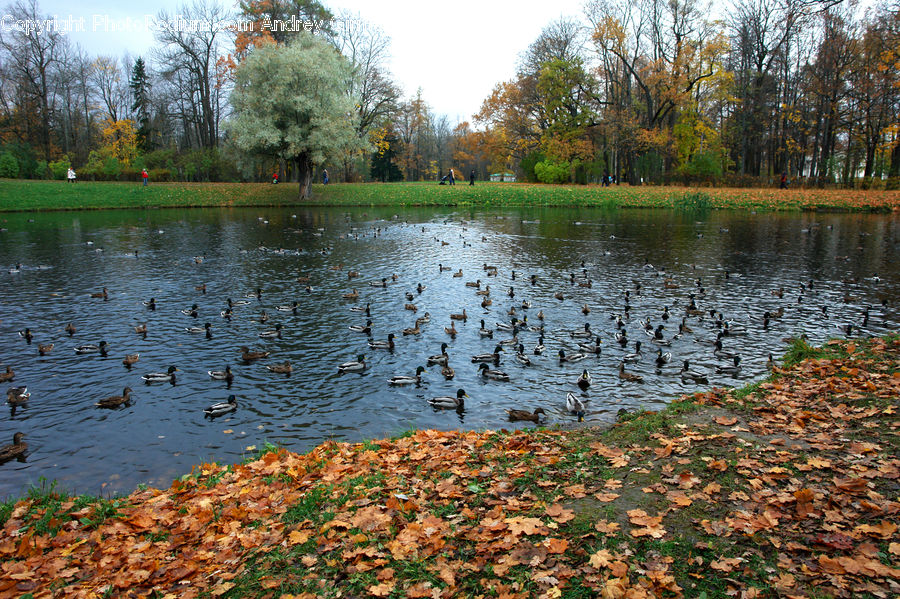 Outdoors, Pond, Water, Moss, Plant, Tree, Maple