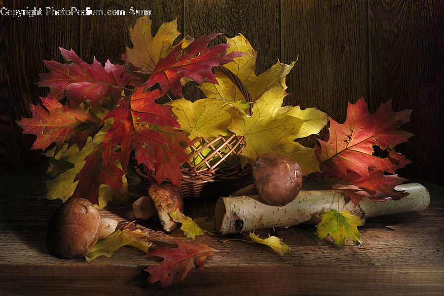 Maple, Maple Leaf, Plant, Floral Design, Flower, Flower Arrangement, Flower Bouquet