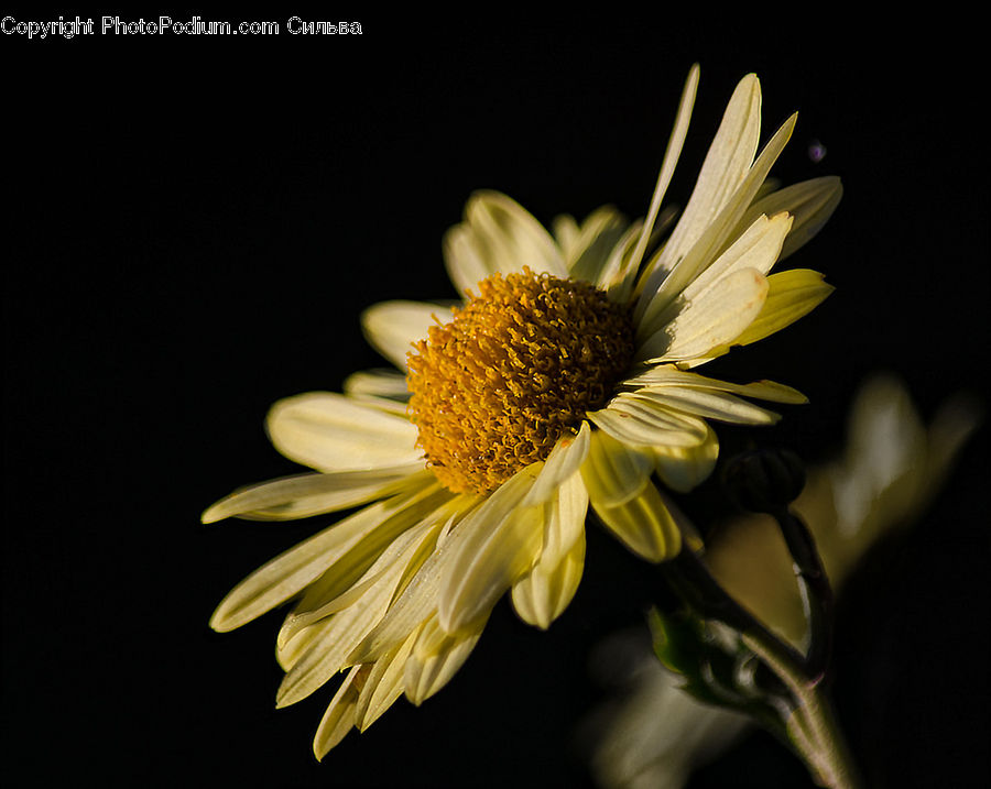 Daisies, Daisy, Flower, Plant, Blossom, Flora, Flower Arrangement