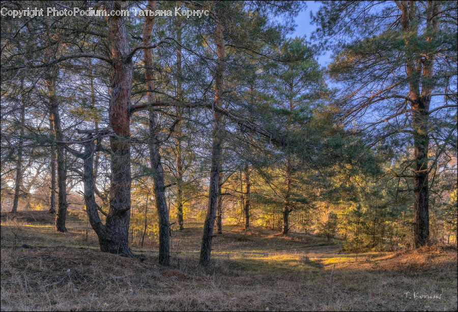 Forest, Grove, Land, Vegetation, Dirt Road, Gravel, Road
