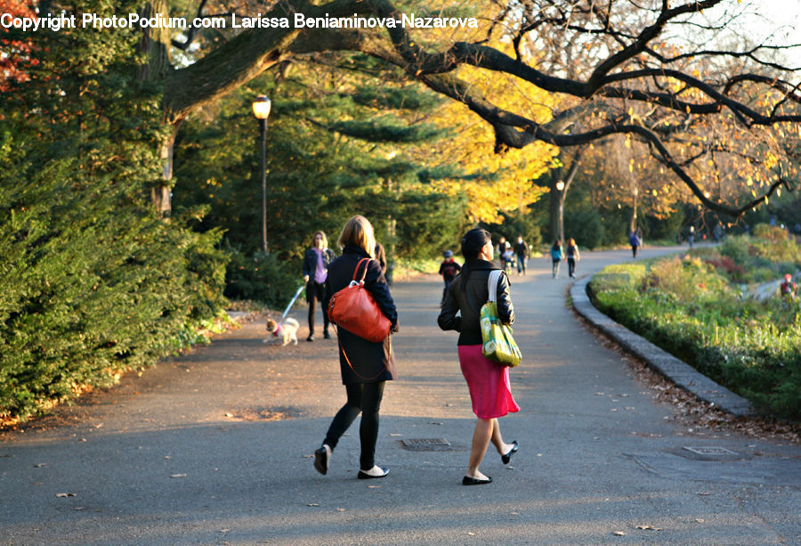 People, Person, Human, Exercise, Fitness, Jogging, Leisure Activities
