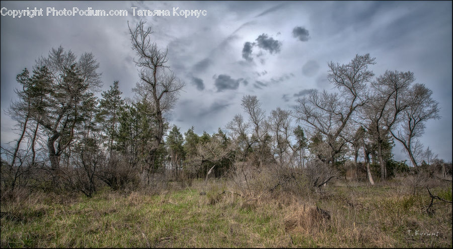 Bush, Plant, Vegetation, Grassland, Outdoors, Savanna, Field
