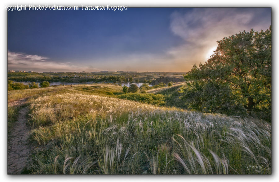 Field, Grass, Grassland, Land, Outdoors, Plant, Grain