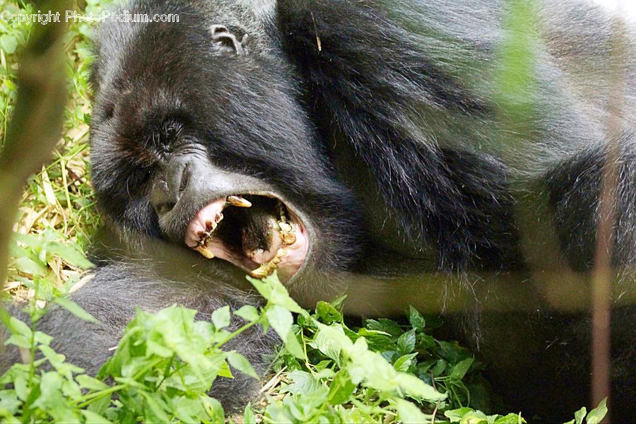 Animal, Bear, Black Bear, Mammal