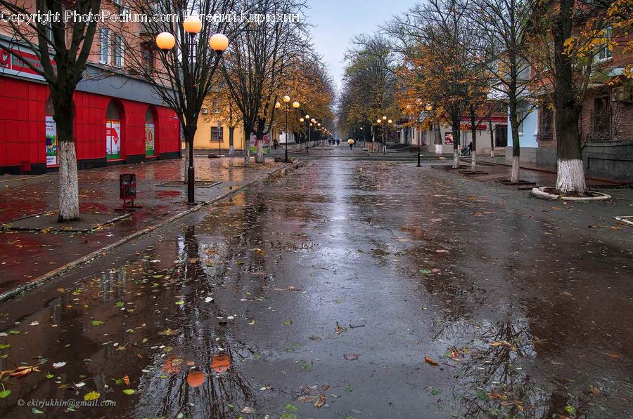 Plant, Tree, Flood, Puddle, Cobblestone, Pavement, Walkway
