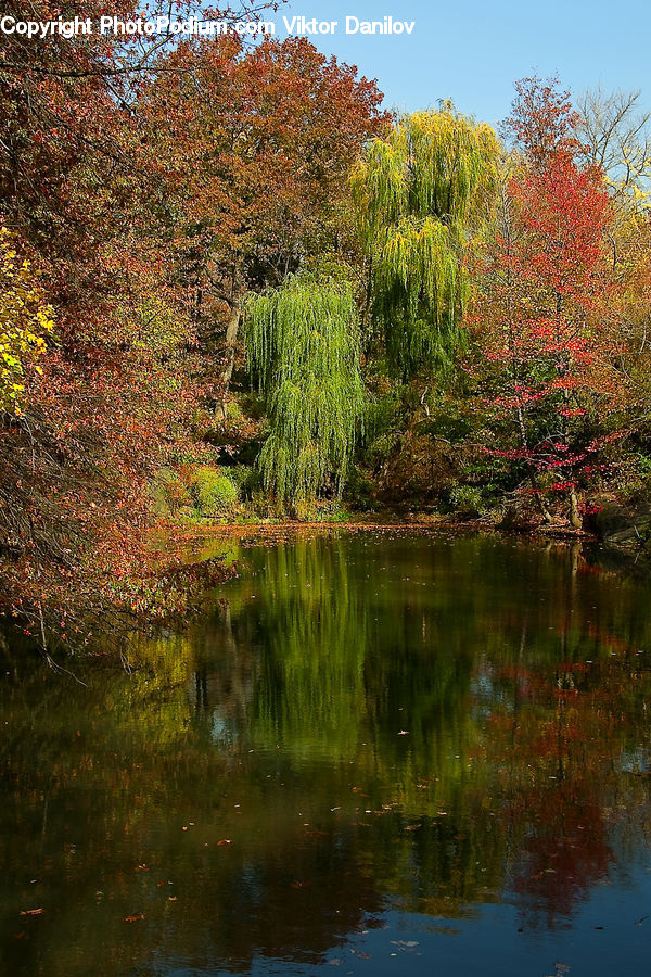 Outdoors, Pond, Water, Conifer, Fir, Plant, Tree