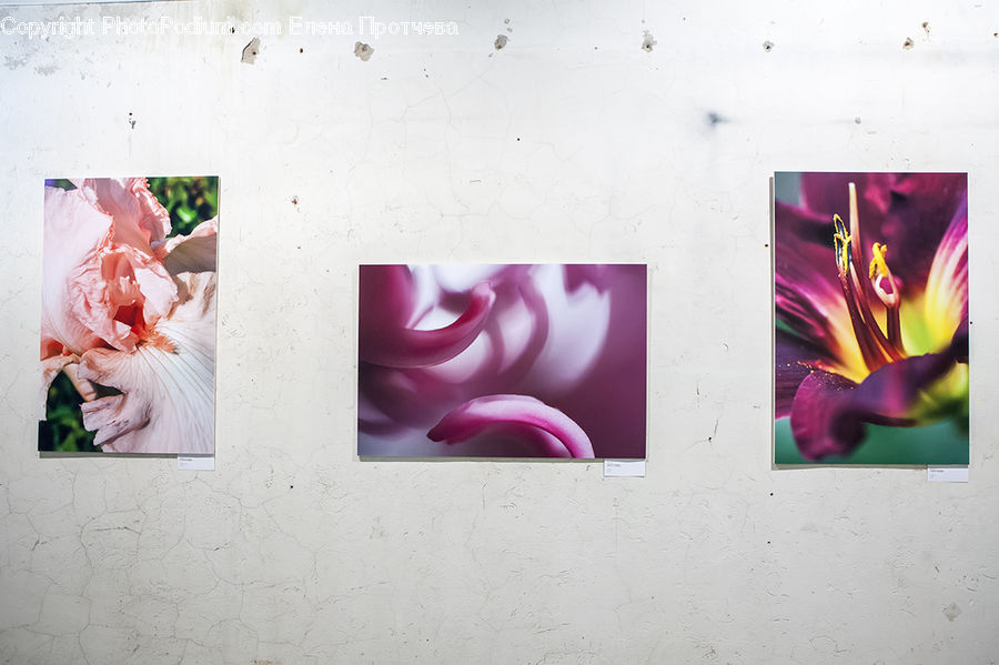 Collage, Poster, Flora, Flower, Gladiolus, Plant, Paper