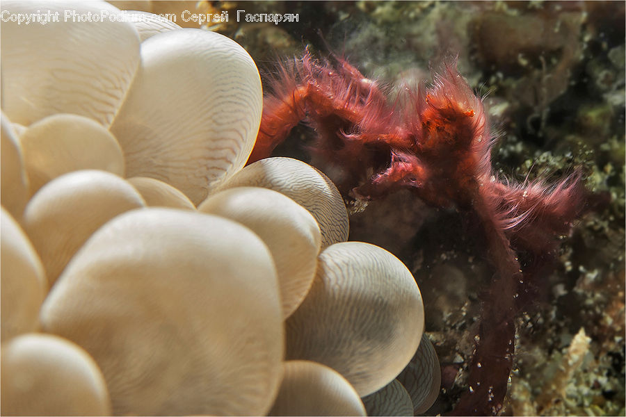 Agaric, Amanita, Fungus, Mushroom, Plant, Coral Reef, Outdoors