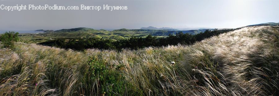 Field, Grass, Grassland, Plant, Grain, Wheat, Blossom