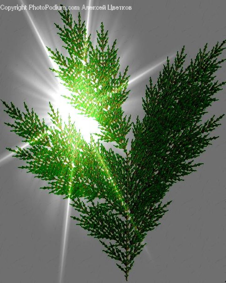 Conifer, Fir, Plant, Tree, Ivy, Vine, Fern