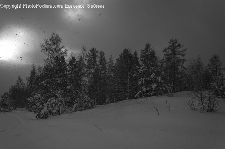 Conifer, Larch, Tree, Wood, Ice, Outdoors, Snow