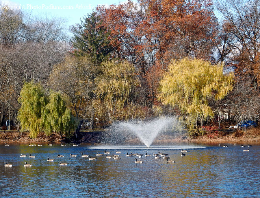 Fountain, Water, Outdoors, River, Blossom, Flora, Flower