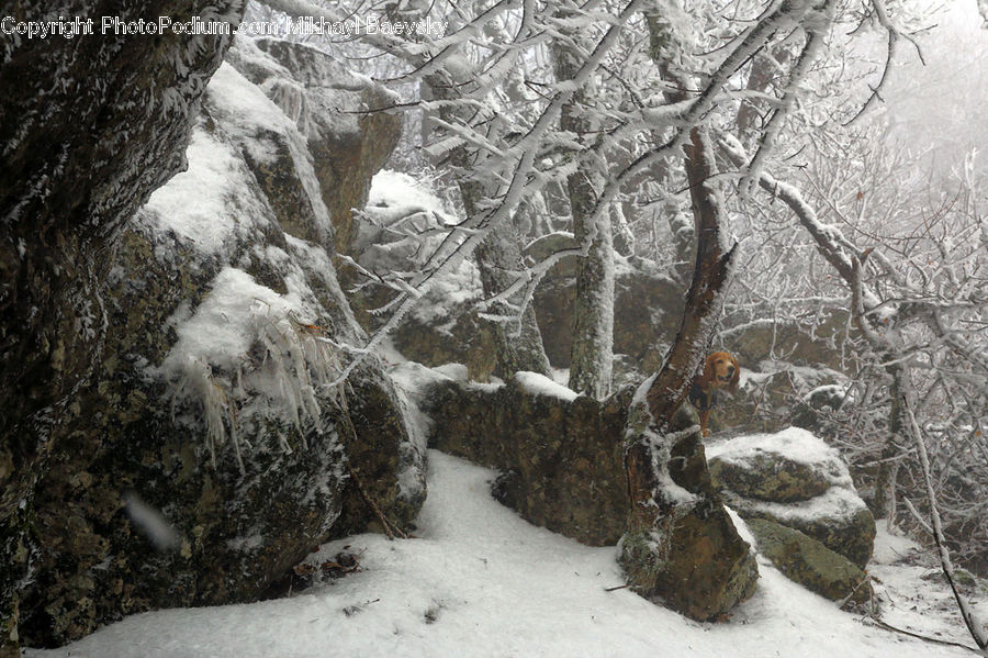 Ice, Outdoors, Snow, Forest, Vegetation, Creek, River