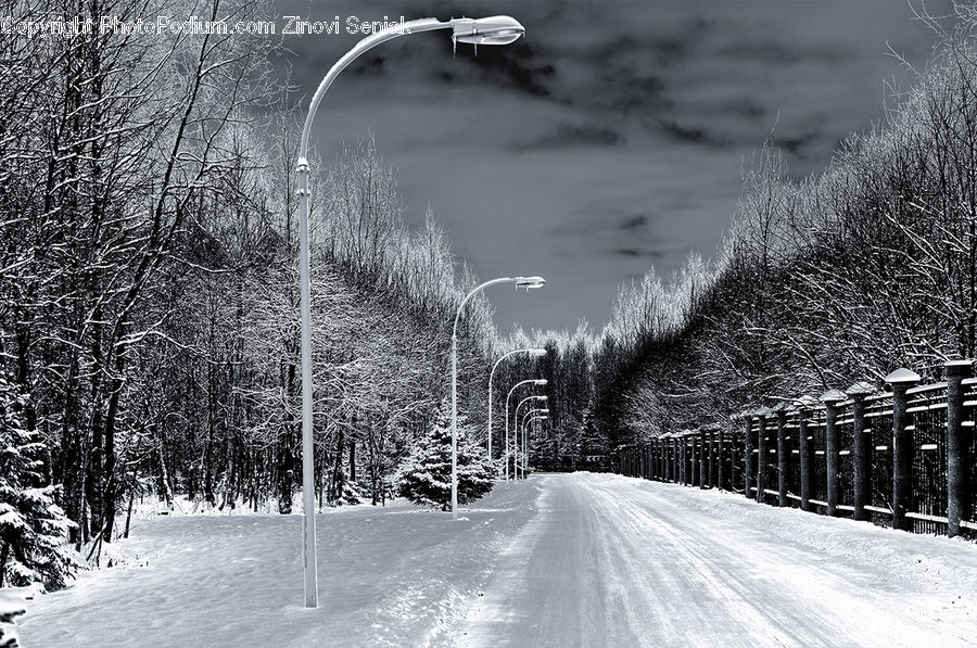 Ice, Outdoors, Snow, Road, Path, Trail, Birch