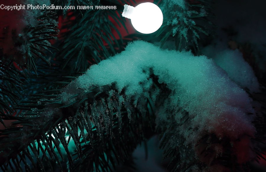 Hole, Conifer, Fir, Plant, Tree, Pine, Spruce