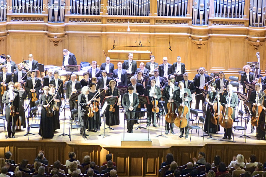 People, Person, Human, Musical Instrument, Orchestra, Fiddle, Viola