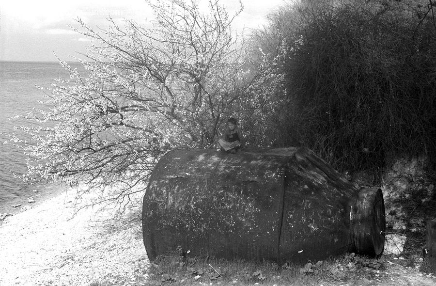 Bunker, Countryside, Outdoors, Forest, Grove, Land, Plant